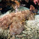 Raja Ampat – i wobbegongernes verden
