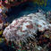 Raja Ampat – i wobbegongernes verden