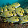 Raja Ampat – i wobbegongernes verden