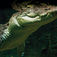Raja Ampat – i wobbegongernes verden