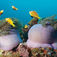 Anemonfisk på Maamendhoo Kandu.
Maldiverne i syd – North Huvadhoo-atollen