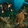 Thistlegorm er hjemsted for denne havskildpadde, der ofte findes sovende på natdyk eller svømmende omkring om dagen. CDWS præsenterer: ægyptiske vrag – Thistlegorm