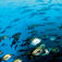 Socorro Islands – Mægtige møder