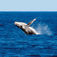 Socorro Islands – Mægtige møder