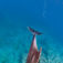 Socorro Islands – Mægtige møder