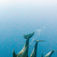Socorro Islands – Mægtige møder