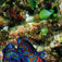 Det gælder om at være hurtig, når man skal stille skarpt på de sky mandarinfisk i skumringsmørket. Makro, mimick og mandariner – Lembeh Strait, muck-dykningens mekka