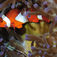 Et meget sigende billede, der illustrerer, at kardinalfiskene fra Banggai Island, som ikke hører naturligt hjemme i Lembeh, er ved at trænge sig ind på anemonefiskenes enemærker. Makro, mimick og mandariner – Lembeh Strait, muck-dykningens mekka
