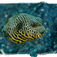 En juvenile pufferfish er ikke den mest elegante og strømlinede svømmer, men tilgængæld har den en tårnhøj Disney-faktor. Makro, mimick og mandariner – Lembeh Strait, muck-dykningens mekka