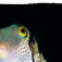 Kuglefisken Canthigaster valentini er giftig, hvilket den udbasunerer til omverdenen med sine farvestrålendende tegninger. Makro, mimick og mandariner – Lembeh Strait, muck-dykningens mekka