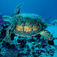 En suppeskildpadde svømmer roligt forbi. Dahab – En oase på Sinai