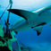 Bahamas – i hajcirkus hos Stuart Cove
