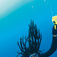 Tobago er definitivt et rastaland og vores coole divemasters dreadlocks flød som korkpropper. Tobago – en caribisk perle!