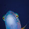 Sommetider gør det ikke så meget, at man har det forkerte objektiv monteret. Denne her cheeklined splendour wrasse (Cheilinus diagrammus) var så nysgerrig, at den svømmede helt ind foran min vidvinkeldome. Ægypten – verdensklasse lige rundt om hjørnet