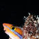 Maldiverne har også masser af livsformer i makrostørrelsen. En lille bluestriped fang blenny stikker sit smilende ansigt ud fra sit skjulested. Maldiverne – her er du altid tæt på havet