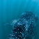 En stor hvalhaj fra et utraditionelt fugleperspektiv. Hvalhajerne samles i Donsol sæsonsvis for at filtrere plankton i de næringsrige kystvande. Filippinerne – tilbage i bedre form