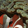 Den ”rigtige” anemonefisk, som blev verdenskendt efter Pixar-filmen Find Nemo. Spørgsmålet er, om filmen var til skade for anemonfiskene, som i endnu større grad blev en handelsvare for akvarister? Filippinerne – tilbage i bedre form