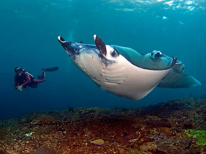 Christian Nielsen – fra bankmand til divemaster  