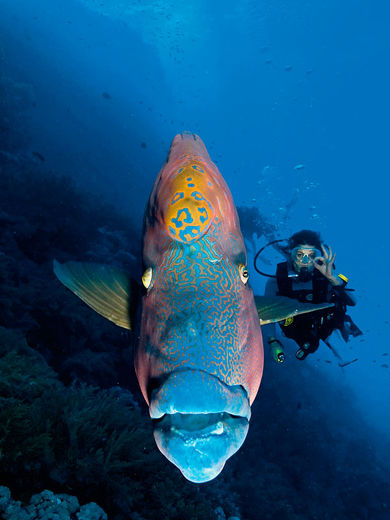 Christian Nielsen – fra bankmand til divemaster  