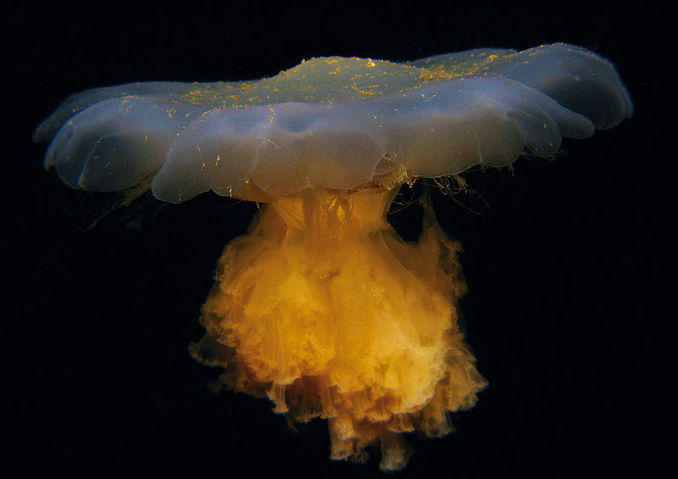Titel The Mushroom
Sted Hamburgsund, Sverige
Udstyr Canon G9 i Ikelite-hus, en Ikelite DS-125 blitz, Ingen linse – kun kamerahusets port.
Eksponering Manuel. Lukkertid 1/125, blænde f/4,5, ISO80
Kommentar Under et aftendyk på en workshop tog jeg dette billede, hvor en gople svævede frit ude i mørket. Goplen har en skøn symmetri med en let diagonal i. Daniel Holmberg – foran og bag kameraet
