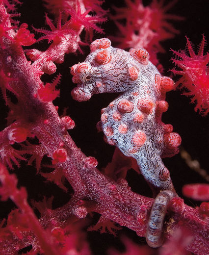 MOTIV Hippocampus bargibanti
STED Tulamben, Bali.
UDSTYR Nikon D80, Sigma 50 mm makro, Sea&Sea YS110 og S&S YS120.
EKSPONERING f/11, 1/125 sek, ISO200
KOMMENTAR Under et tidligt morgendyk, inden de øvrige turister havde kastet sig i havet, lykkedes det mig at tage dette billede på omkring 30 meters dybde. Det blev ikke til mange minutter sammen med denne lille og velkamuflerede pygmæsøhest, men jeg fik dette billede, som er blevet et af mine personlige favoritter. Ronnie Svensson – under vands og i luften