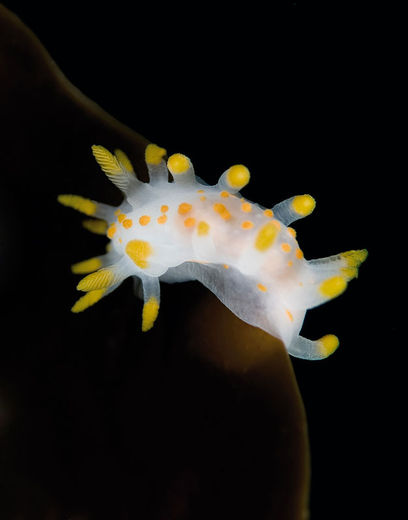 MOTIV Limacia clavigera
STED Väderøerne, Hamburgsund
UDSTYR Nikon D80, Nikon 105 mm makro, Sea&Sea YS110 og S&S YS120.
EKSPONERING f/9, 1/200 sek, ISO100
KOMMENTAR Dette billede, en nøgensnegl på et tangblad, er min personlige favorit fra mine billeder fra forrige års SM. Ronnie Svensson – under vands og i luften