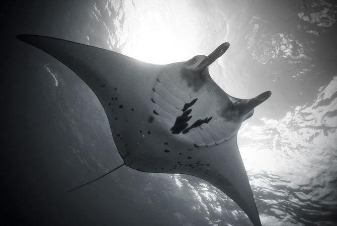 MOTIV Manta birostris
STED Nusa Penida, Bali
UDSTYR Nikon D80, Sigma 10-20 mm (på 12 mm), Sea&Sea YS110 og S&S YS120
EKSPONERING f/9, 1/100 sek, ISO200
KOMMENTAR Dette dyk, som bød på en af mine hidtil bedste dykkeoplevelser fandt sted på en pudsestation. Rundt om os svømmede et dusin fantastiske mantaer. Så snart en af dem forlod os, dukkede nye individer op. Ronnie Svensson – under vands og i luften