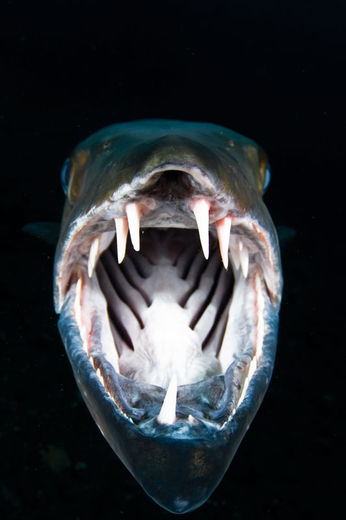 TITEL Great Barracuda
STED Tulamben, Bali, Indonesien
KAMERA Nikon D300, Tokina 10-17mm fisheye
EKSPONERING 1/80s, f6.3, ISO250
BESLYSNING To stk. Inon Z240 blitz
KOMMENTAR Den enorme stedfaste barracuda på det populære vrag USAT Liberty var større end mig! Mens den svævede over sandbunden, flyttede jeg mig langsomt tættere og tættere, indtil dens snude næsten rørte mit kamera. Pludselig gabte den og jeg tog dette billede, hvorefter den skød lynhurtigt forbi mig og ramte mig med halen, hvilket gav mig lidt af en forskrækkelse. Portfolio – Christian Loader