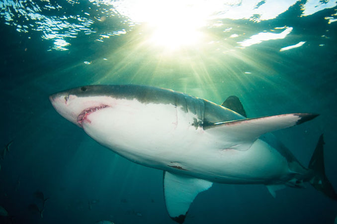 TITEL Great White Shark
STED Neptune Islands, Australien
KAMERA Nikon D300, Tokina 10-17mm fisheye
EKSPONERING 1/200s, f5, ISO200
BESLYSNING To stk. Inon Z240 blitz
KOMMENTAR Dette var den mest fantastiske dykkerejse i mit liv. På det sidste dyk cruisede denne haj omkring i overfladen, mens det varme eftermiddagssollys dryssede ned. Mens jeg dykkede i buret på tre meter, lykkedes det mig at få det skud, jeg ville have. Det viser hvidhajens fredelige og elegante natur og det er sådan jeg altid vil huske dem. Portfolio – Christian Loader