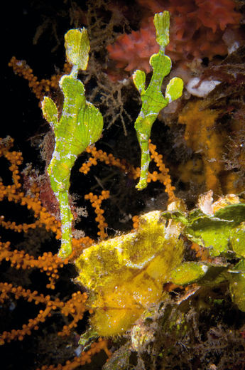 TITEL Halimeda Ghost Pipefish og Leaf Scorpionfish
STED Lembeh Strait, Indonesien
KAMERA Nikon D300, Nikon 60mm makro
EKSPONERING 1/125s, f36, ISO200
BESLYSNING To stk. Inon Z240 blitz
KOMMENTAR En dag, hvor jeg havde vidvinkel på kameraet, fandt vores guide to halimeda ghost pipefish, der står højt på mange dykkeres ønskeseddel – men jeg havde det forkerte objektiv på! Heldigvis kunne jeg dykke der igen dagen efter med makro, og mens jeg tog de første par billeder, hoppede en leaf scorpionfish ind i billedet, og det lykkedes mig at få dette tre i en-billede, før skorpionfisken hoppede videre. Typisk Lembeh Strait – man ved aldrig hvad der sker! Portfolio – Christian Loader