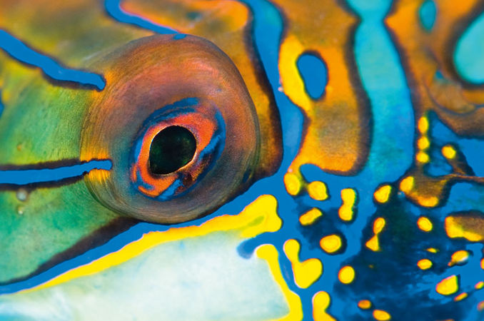 TITEL Mandarinfisk
STED Lembeh Strait, Indonesien
KAMERA Nikon D300, Nikon 105mm makro
EKSPONERING 1/160s, f11, ISO200
BESLYSNING To stk. Inon Z240 blitz
KOMMENTAR En af det mest populære motiver i Lembeh Strait er mandarinfisk, der parrer sig i skumringen. På netop dette dyk så vi ingen parringsadfærd, men jeg var til gengæld glad for dette farverige og abstrakte nærbillede. Portfolio – Christian Loader