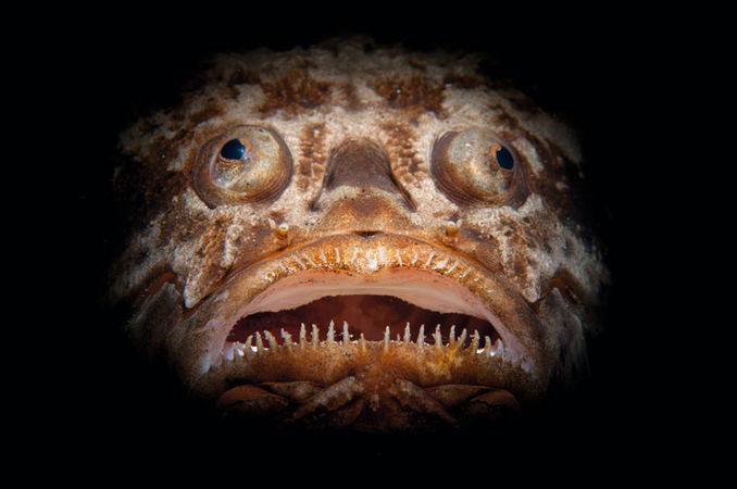 TITEL Stargazer
STED Lembeh Strait, Indonesien
KAMERA Nikon D300, Nikon 60mm makro
EKSPONERING 1/160s, f20, ISO100
BESLYSNING En Inon Z240 blitz med Scubacam Snoot
KOMMENTAR Jeg opnåede dette spooky billede ved hjælpe af en såkaldt snoot på den ene blitz, hvilket skaber en smal lysstråle på motivet. Stargazers er normalt gemt i sandet, men denne her havde netop spist en fisk og åbnede sin mund for at vise sine imponerende tænder. Portfolio – Christian Loader