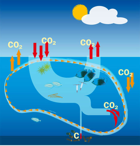 Der er en konstant udveksling af CO2 imellem havet og atmosfæren. CO2, der cirkulerer i den biologiske pumpe, optages af alger og glider igennem fødekæden som organisk kulstof. Det meste frigives igen som CO2, men en del af det organiske kulstof bliver ikke omsat og synker ned på havbunden. Her oplagres det i tusindvis af år, hvormed det fjernes fra CO2’s cyklus. En stor CO2-mængde pumpes rundt med de store havstrømme (den såkaldte fysiske pumpe). CO2-mængden optages og synker ved polerne, kommer til overfladen og frigives igen under varmere himmelstrøg. Naturklumme – havet som buffer i den globale opvarmning