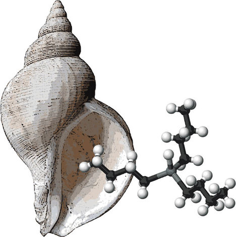 Hus af rødkonk (Neptunea antiqua) ved siden af Tributyltin-molekyle (TBT). Naturklumme – hormonforstyrrende stoffer i havet