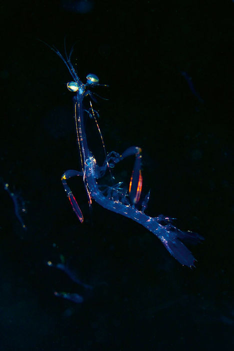 Dyreplankton er rovdyrene, mens planteplankton lever nær overfladen, hvor fotosyntese er mulig, og hvor de hver dag absorberer enorme mængder CO2 fra atmosfæren. Plankton er på én gang livsnerven i havet og stabilisator af verdens klima, så der er al mulig grund til at beskæftige sig med plankton. WWF-klumme – Frank og verdens hurtigste dyr