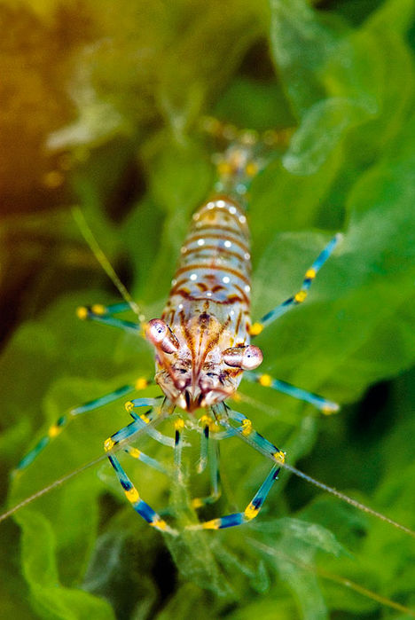Den tigerstribede tangreje med sine karakteristiske blå og gule ben. Disse tangrejer (Palaemon elegans) og de beslægtede Palaemon adspersus er gode på en rejemad.
Havets pansertanks – leddyr i nordiske vande