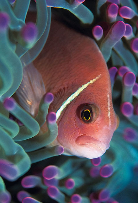 Similan-øerne – de smukkeste dyk på den thailandske vestkyst Similan-øerne – de smukkeste dyk på den thailandske vestkyst