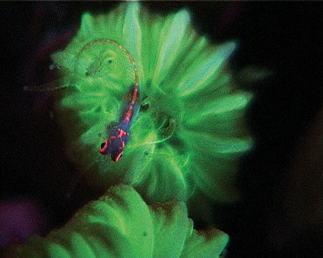 En lysende opdagelse – fluorescerende rev i Indonesien