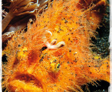 Makro, mimick og mandariner – Lembeh Strait, muck-dykningens mekka
