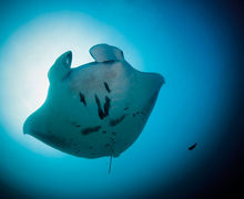 Thailands undervandsindbyggere - En marinebiologisk opdatering Thailands undervandsindbyggere - En marinebiologisk opdatering