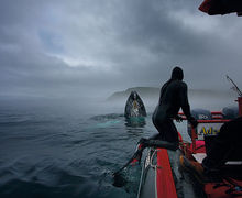 Newfoundland - Atlantiske eventyr Newfoundland - Atlantiske eventyr