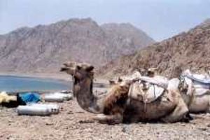 Desert Divers