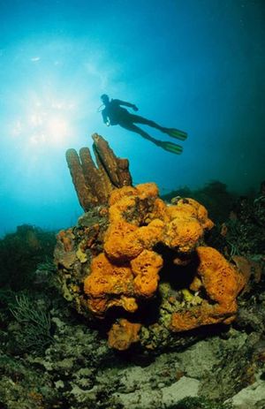 Extra Divers Crown Point