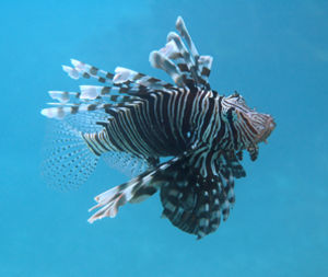 Rising Sun Dive Center