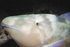Hvor finder jeg fisken?