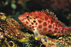 Hvor finder jeg fisken?