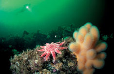 En søsol Crossaster papposus og en koloni af dødningehånd Alcyonium digitatum lever side om side. Farsund har det hele