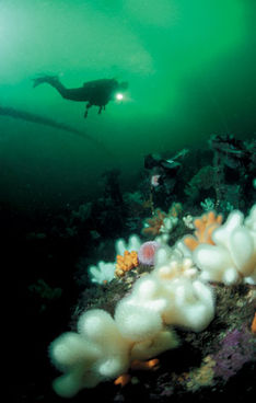 At svæve vægtløs rundt under vandet i Norge er bestemt en anbefalelsesværdig oplevelse. Farsund har det hele
