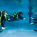Seal Team – unge sæler i poolen Seal Team – unge sæler i poolen