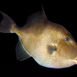 Levende liv – almindelig aftrækkerfisk Levende liv – almindelig aftrækkerfisk